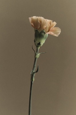  Karafiátový květ III