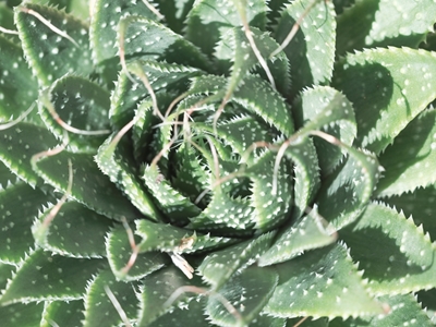Hojas verdes de cactus