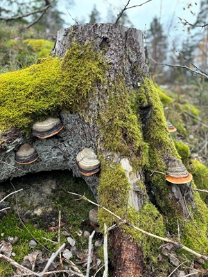 Kuusen kanto sienillä 