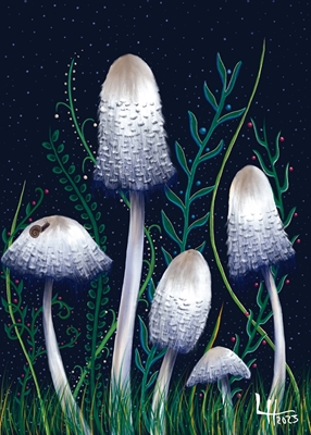 Fungi Dreams Bläcksvamp i Natt