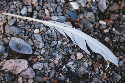 The White feather