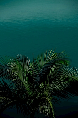 Vid vatten palm