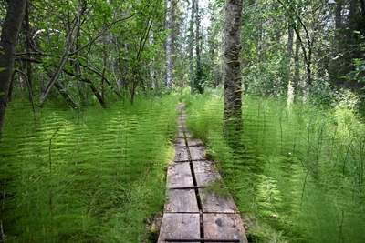 Fußgängerbrücke über ein Feuchtgebiet in einem Wald.