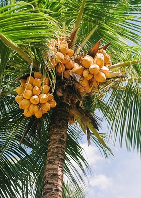 Analog Kodak film kokosnød