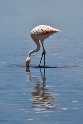 Flamingo in spiegelndem Wasser
