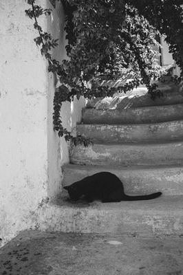 Kreikkalainen kissa