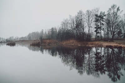 Trees by water's edge in fog