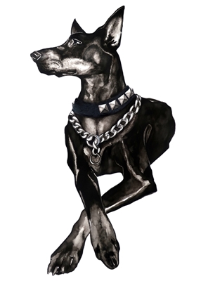 Dobermann hund med nithalsband
