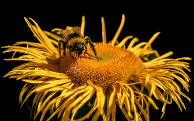 Pszczoła