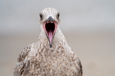 The screech gull