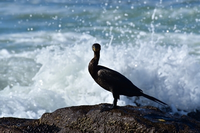 cormorant with splashing wave