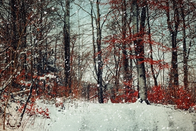 Zimowy dzień w lesie