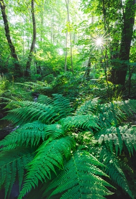 Grüner Wald