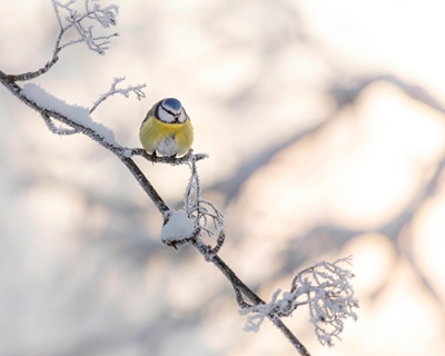 Uccello invernale