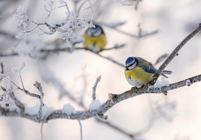 Zimní ptáci