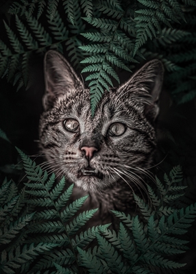 Meow Cat in Ferns