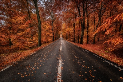 Estrada de outono através da floresta de faias
