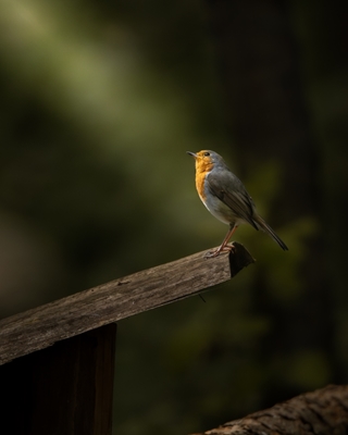 The robin that has a hope