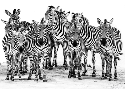 Zebras in Tanzania - Zebra