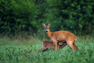 Roe deer with her kid - Rådjur
