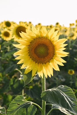 Keltainen auringonkukka Italia | Kukka