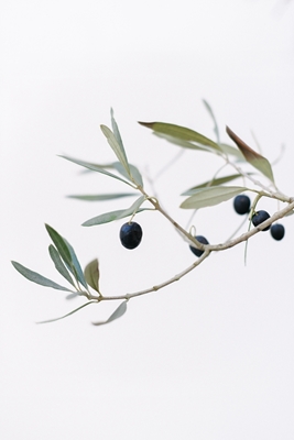 Olive tree | Olive branches