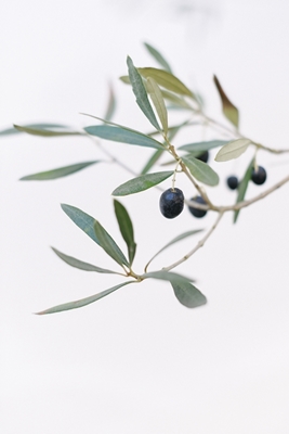 Olivo | Ramas de olivo