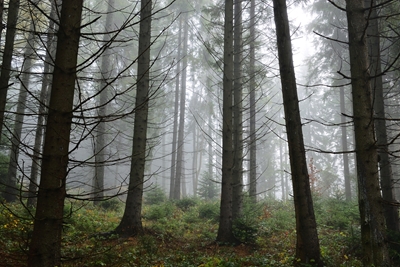 Misty spruce forest