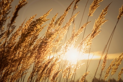 Golden dry grasses