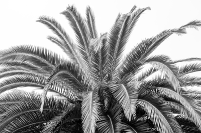 Black and white palmtree
