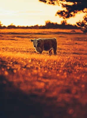 Cow on Fårö