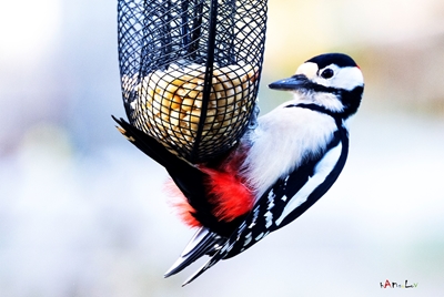 Great spotted woodpecker