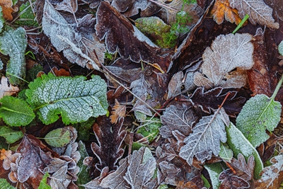 A frozen collection of leaves