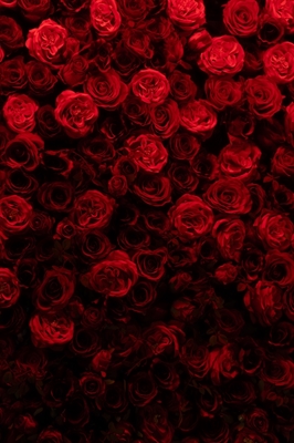 Muro de rosas