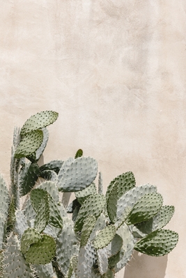 Kaktus nær en mur