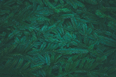 Spruce branches background