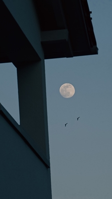 Vögel, Mond und Wohnhaus