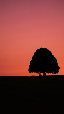 Mänskligt träd solnedgång