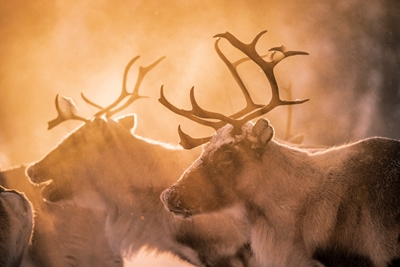 Sunray reindeers
