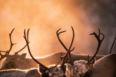 Antlers against the light
