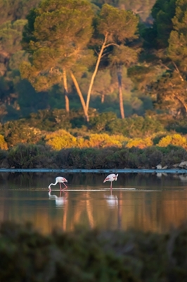 Flamingos in Mallorca