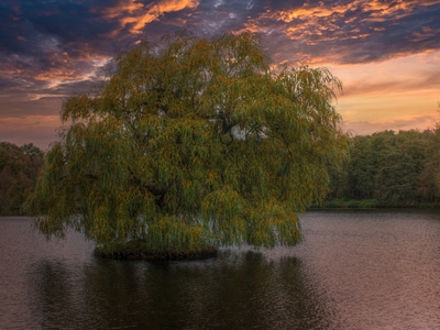 The old weeping willow