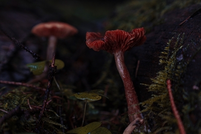 Cogumelos na floresta escura