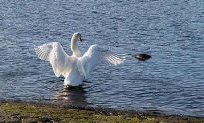 Swan flaps its wings