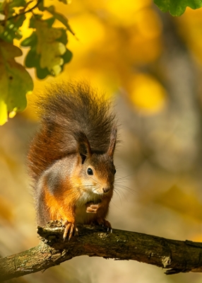 Orava ja syksyn värit