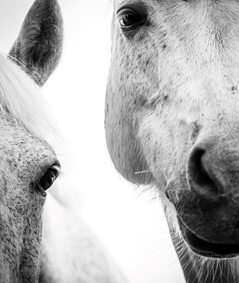 Pony's in zwart-wit