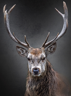 Red deer