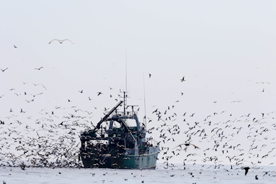 Birds over a fishing boat