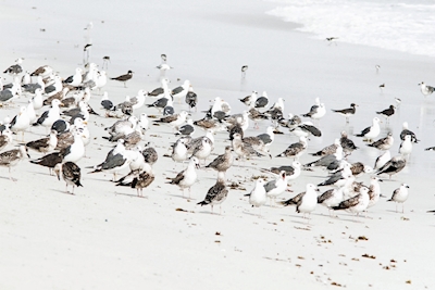 Gulls on the beach
