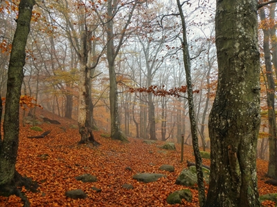 Las bukowy w jesiennych barwach